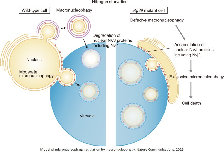 Micronucleophagy regulation by macronucleophagy