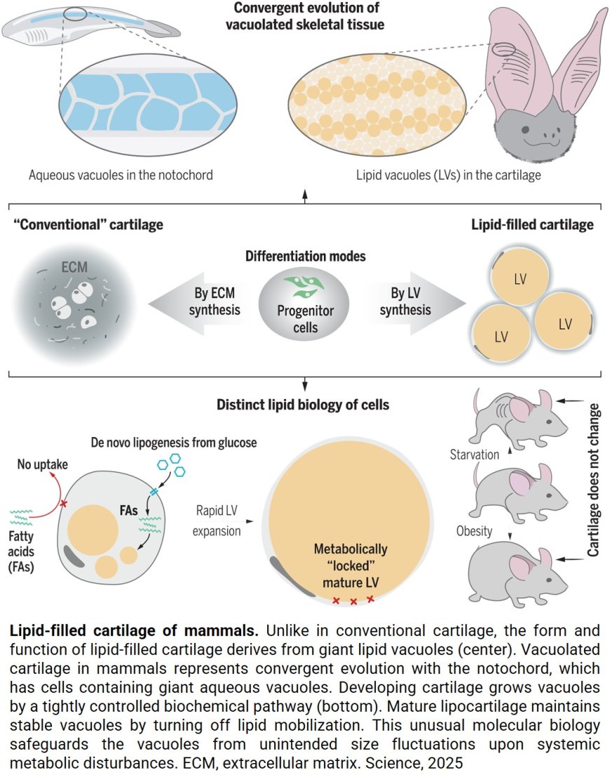 Lipid vacuoles give cartilage its shape and biomechanics