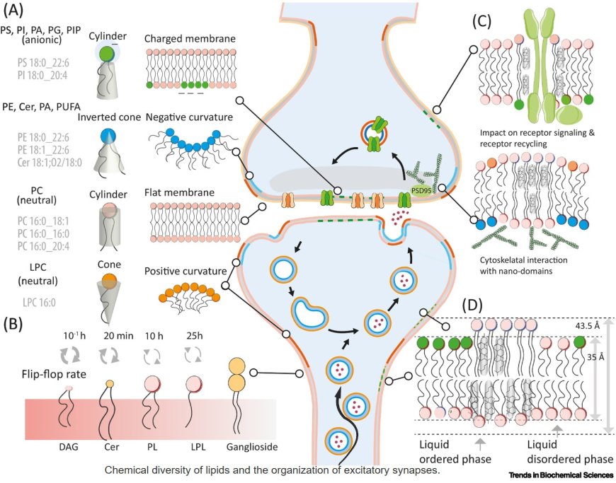 Synaptoneurolipidomics!