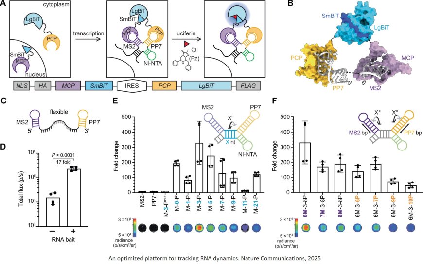 A modular platform for bioluminescent RNA tracking