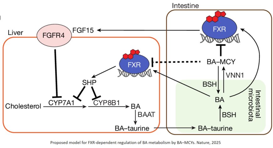 Microbial regulation of bile acid signalling