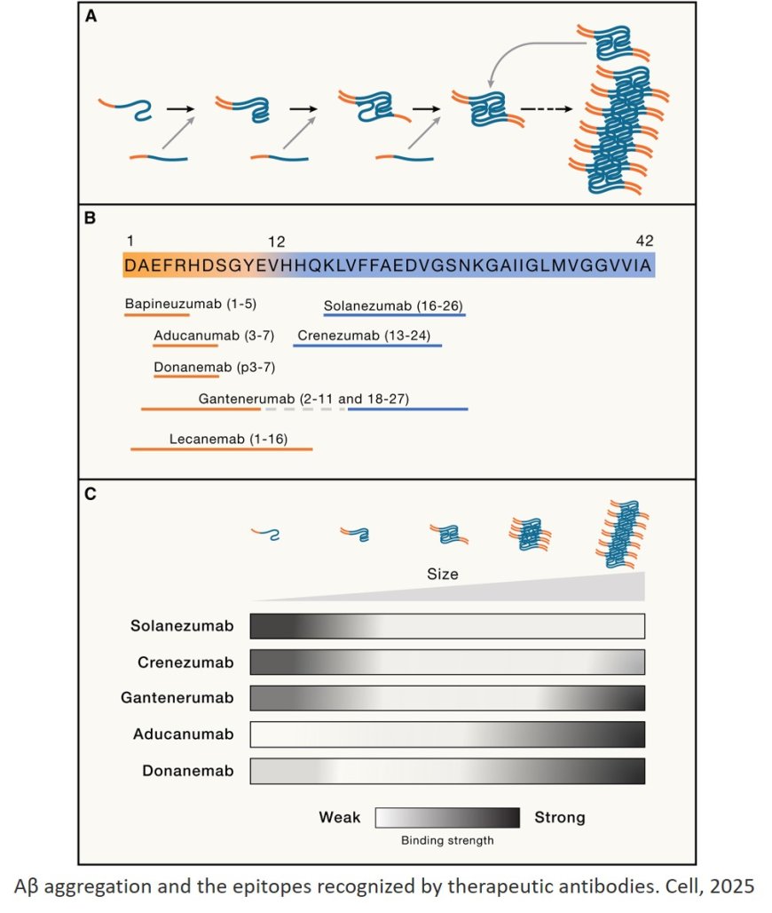 Alzheimer’s therapeutics