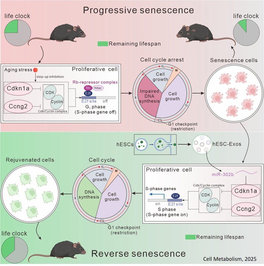 Reversing the arrest of senescent cells to overcome aging