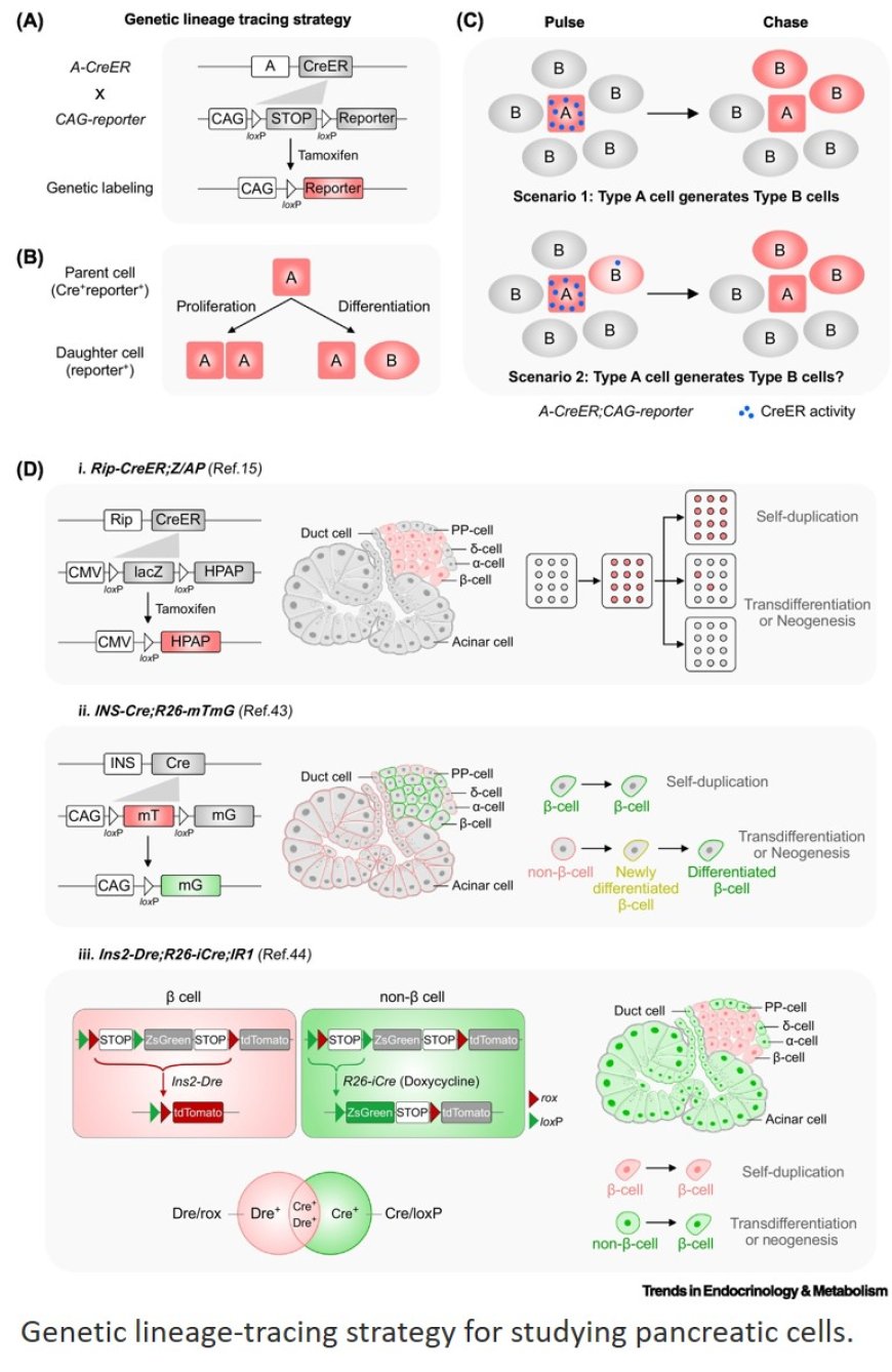 Lineage tracing of pancreatic cells for mechanistic and therapeutic insights