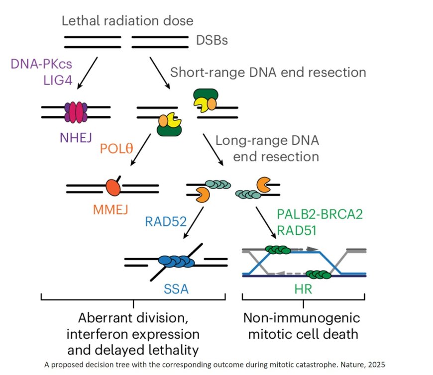 Homologous recombination promotes non-immunogenic mitotic cell death upon DNA damage