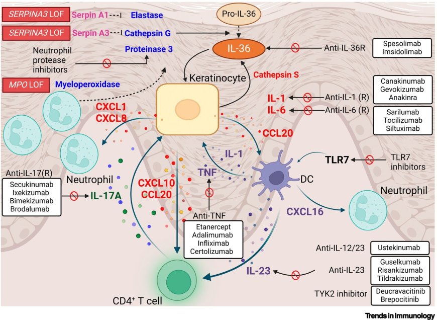 Generalized pustular psoriasis: immunological mechanisms, genetics, and emerging therapeutics