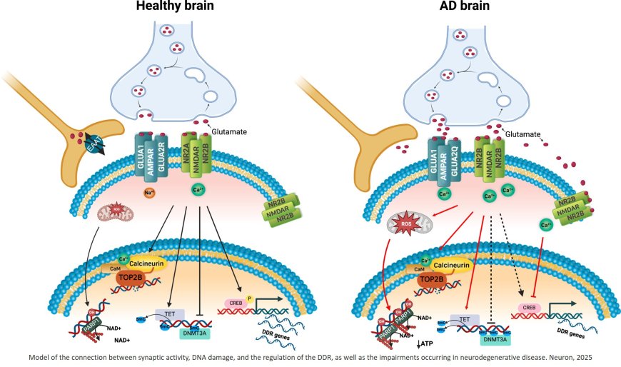 DNA damage and its links to neuronal aging and degeneration