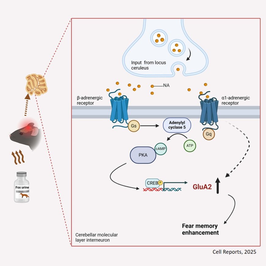 How stress-enhances fear memory?