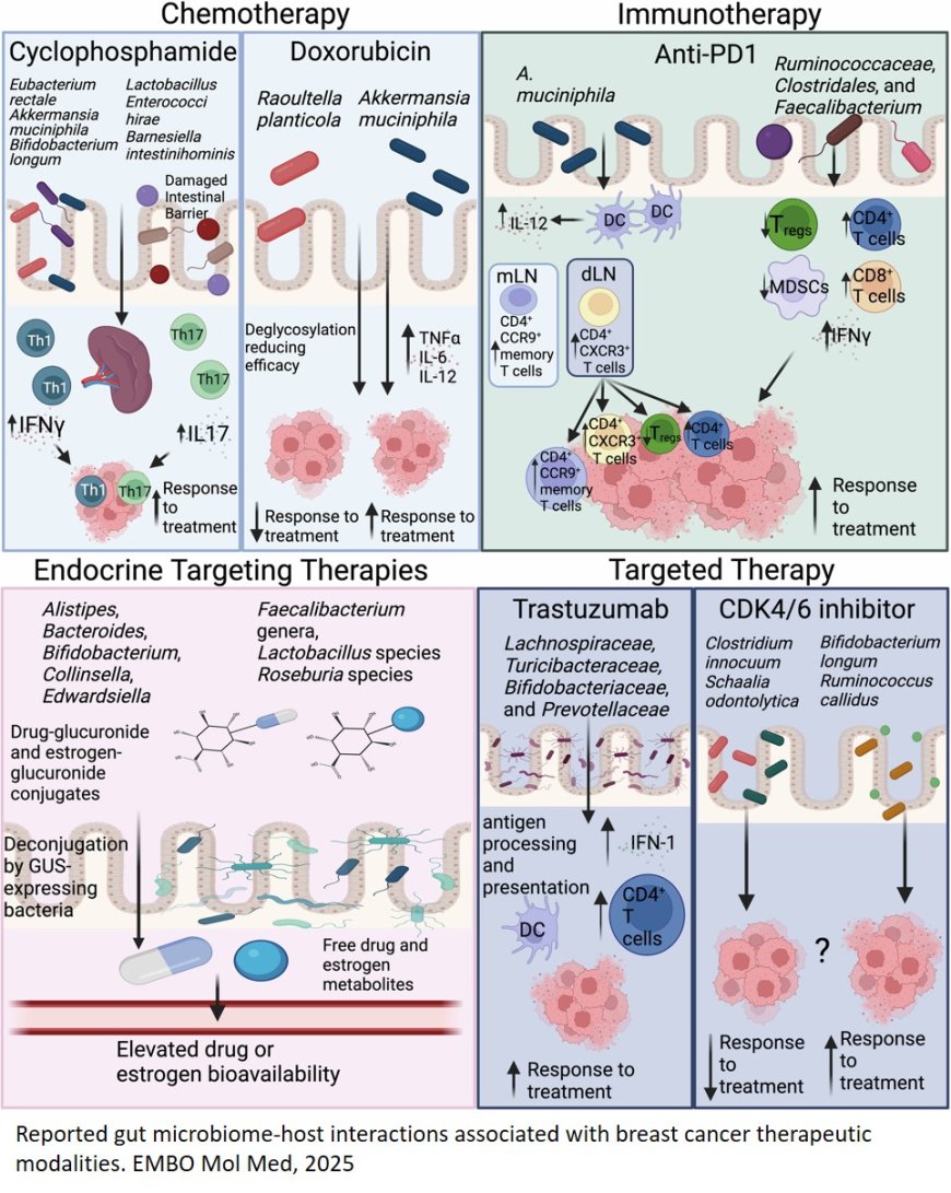 Gut microbiota interact with breast cancer therapeutics to modulate efficacy