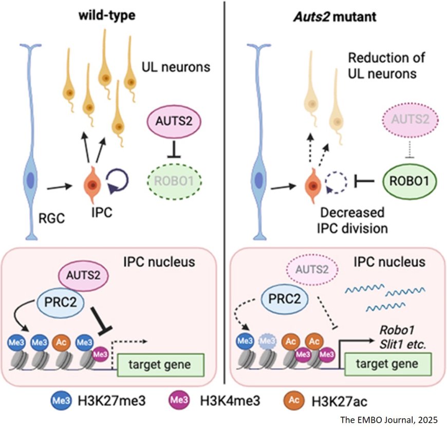 Mechanism of microcephaly development by the deletion of transcriptional regulator