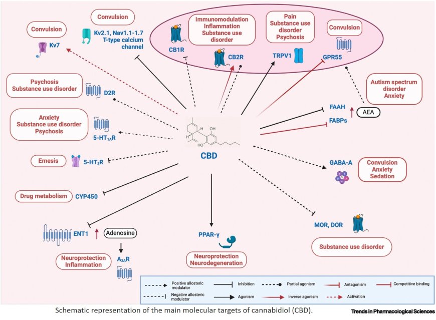 Cannabidiol polypharmacology in neuropsychiatric disorders