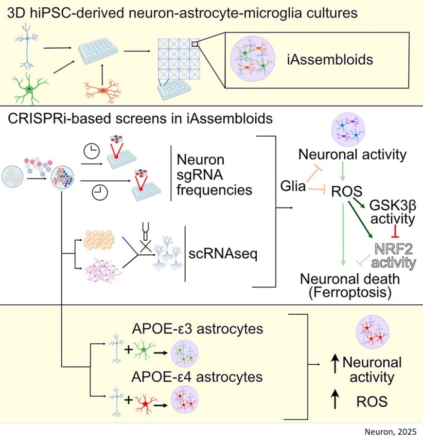 Neuron-glia interactions using iAssembloids