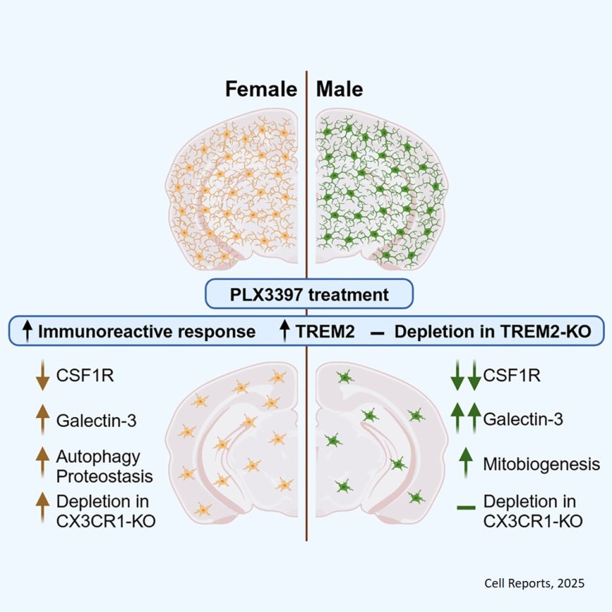 Microglia functions differently in males versus females