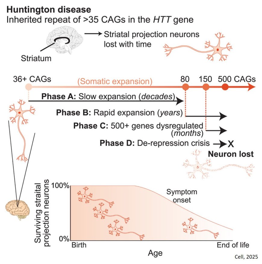 Long somatic DNA-repeat expansion drives neurodegeneration in Huntington’s disease