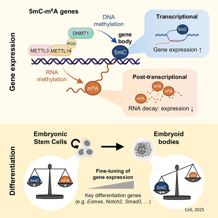 Epigenetics and epitranscriptomics combine to regulate gene expression