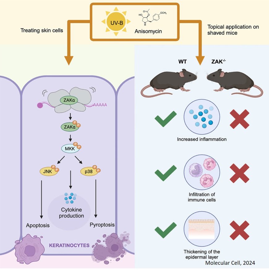 RNA, not DNA, is the main cause of acute sunburn