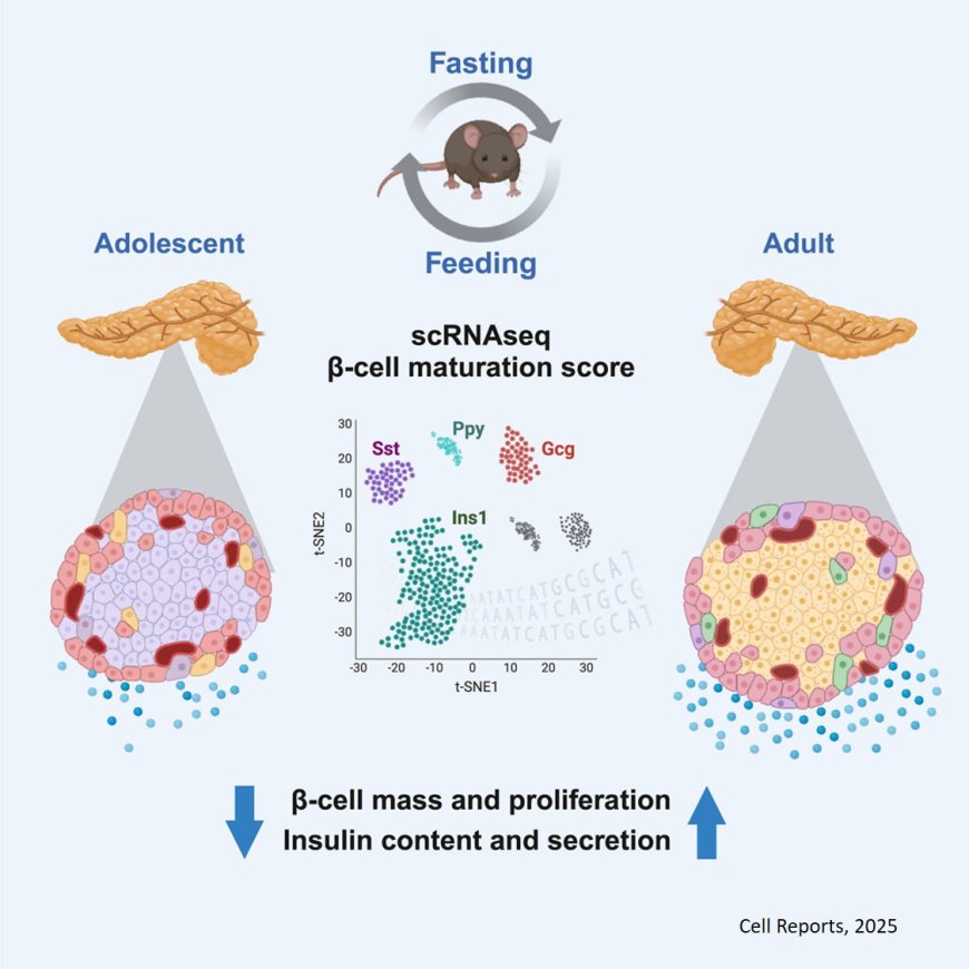 Chronic intermittent fasting impairs b cell maturation and function in adolescent mice