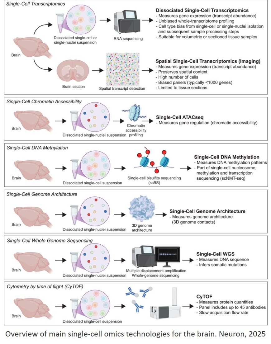 Brain aging and rejuvenation at single-cell resolution