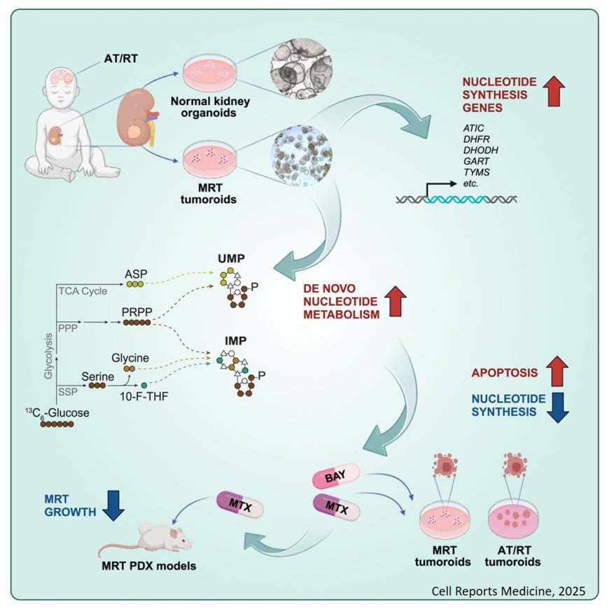 Metabolic vulnerability in malignant rhabdoid tumors identified!