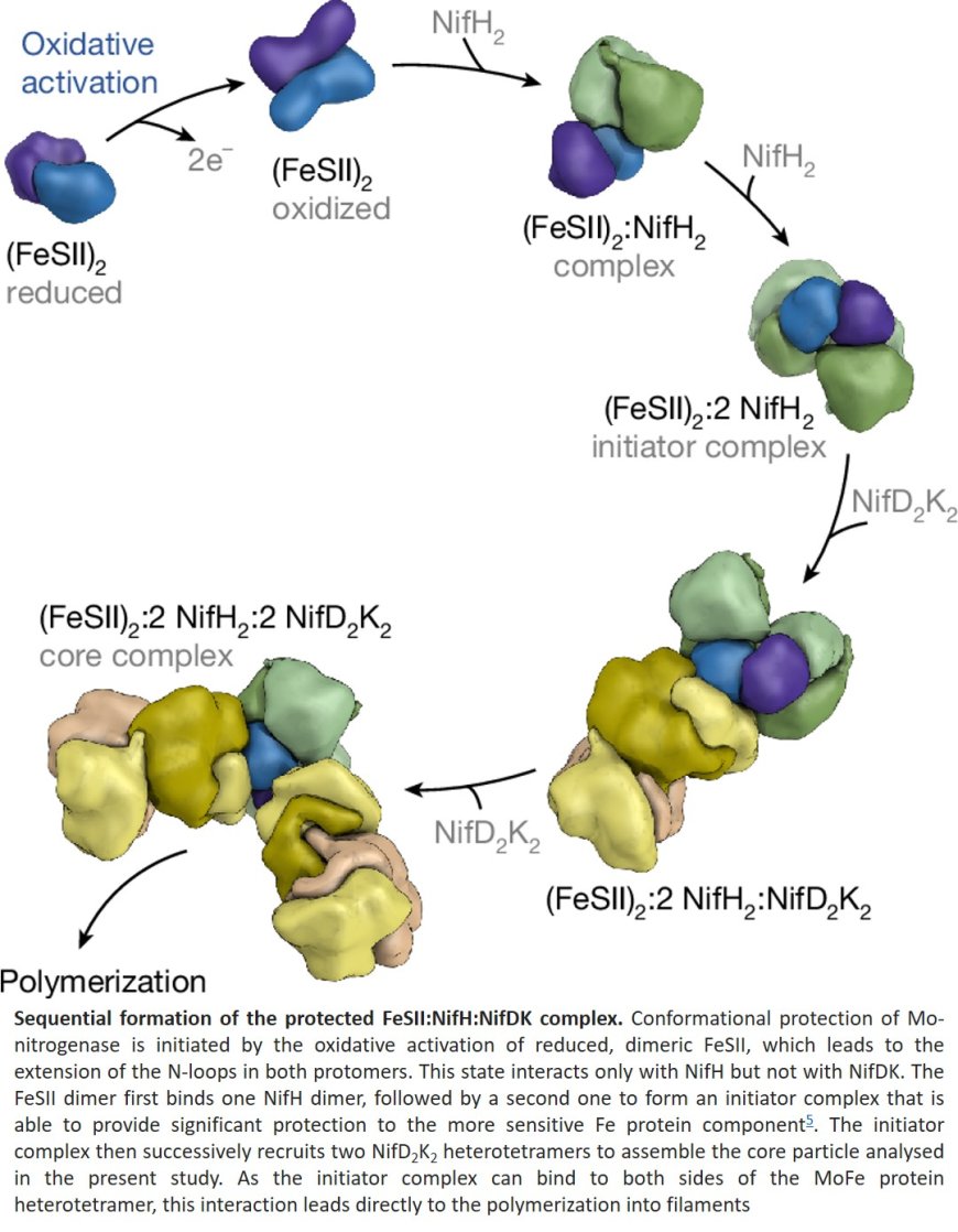 Protein protects biological nitrogen fixation from oxidative stress