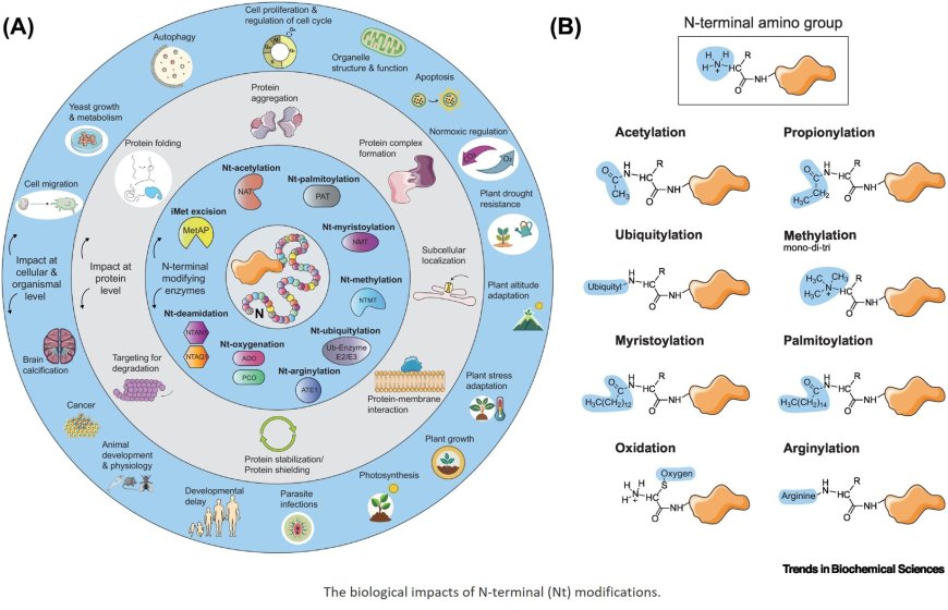 Protein N-terminal modifications