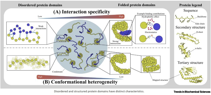 Structured protein domains enter the spotlight: modulators of biomolecular condensate form and function