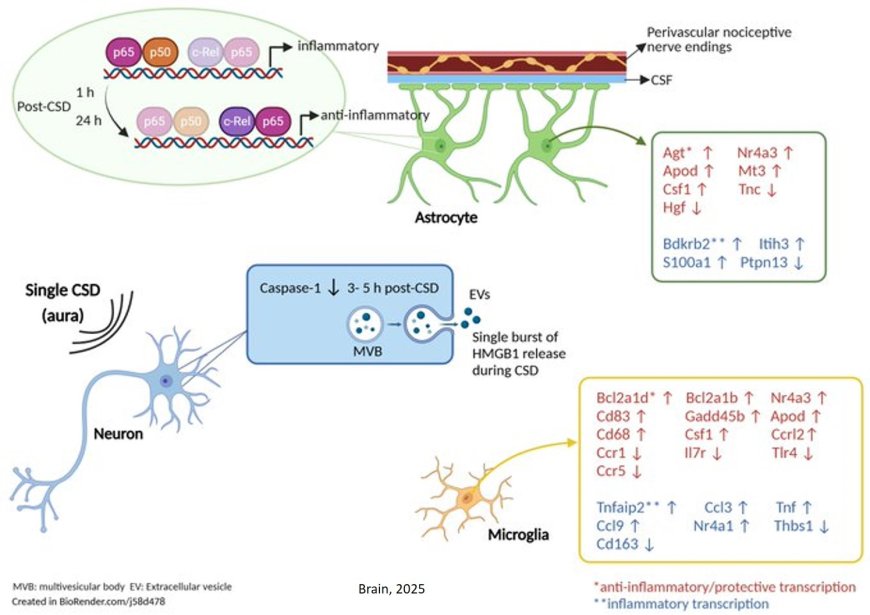  Pro and anti-inflammatory signaling in headache!