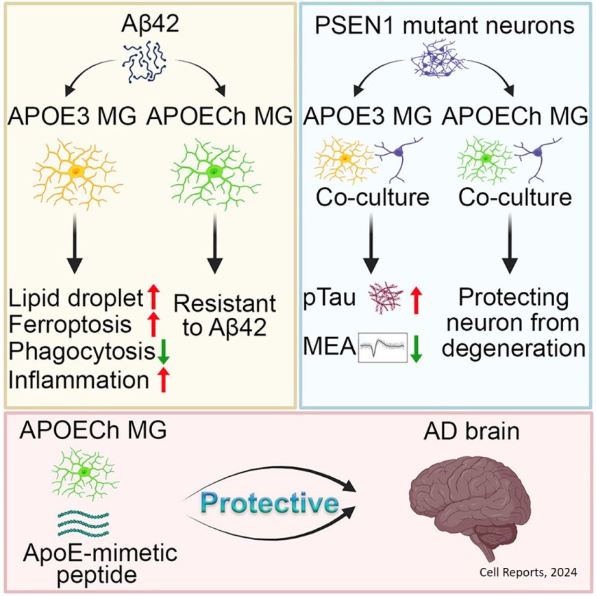 How microglial APOE3 Christchurch protects neurons in Alzheimer’s disease