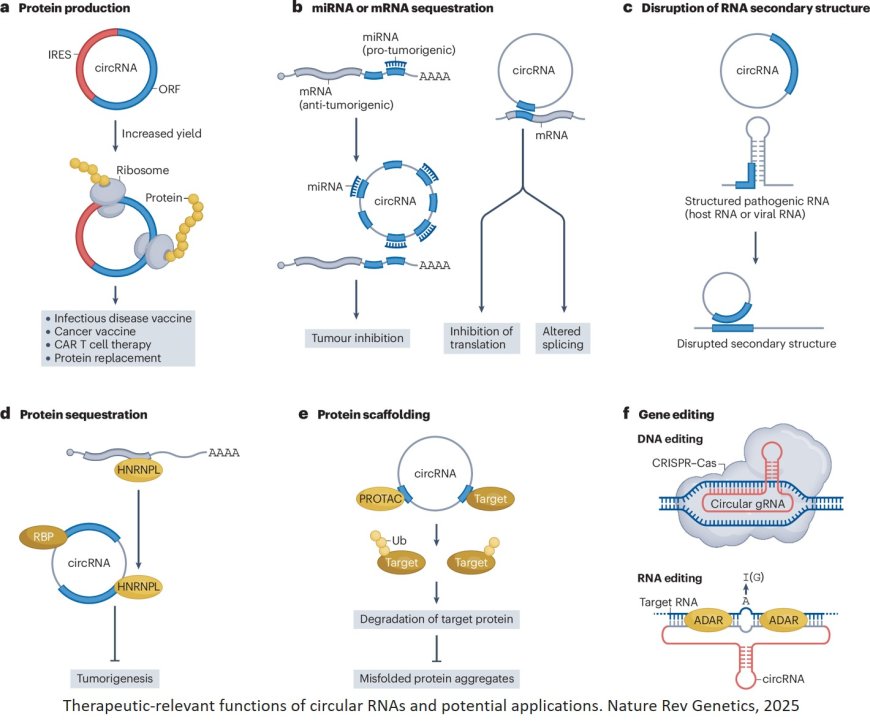 The therapeutic potential of circular RNAs