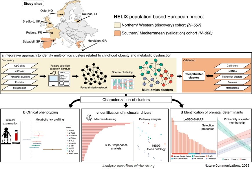 Multi-omics architecture of childhood obesity and metabolic dysfunction uncovers biological pathways and prenatal determinants