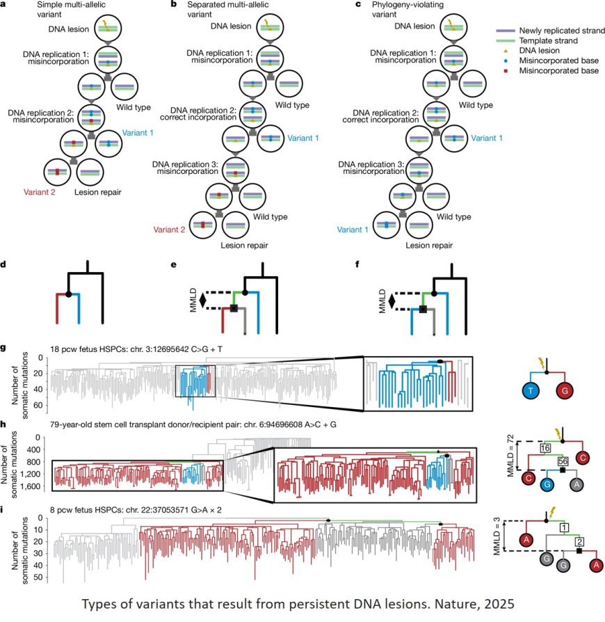 DNA damage can last unrepaired for years