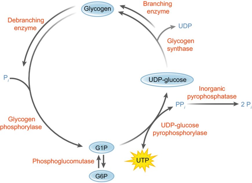 Glycogen Metabolism