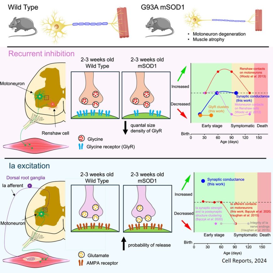 Spinal microcircuits go through multiphasic homeostatic compensations in a mouse model of motoneuron degeneration