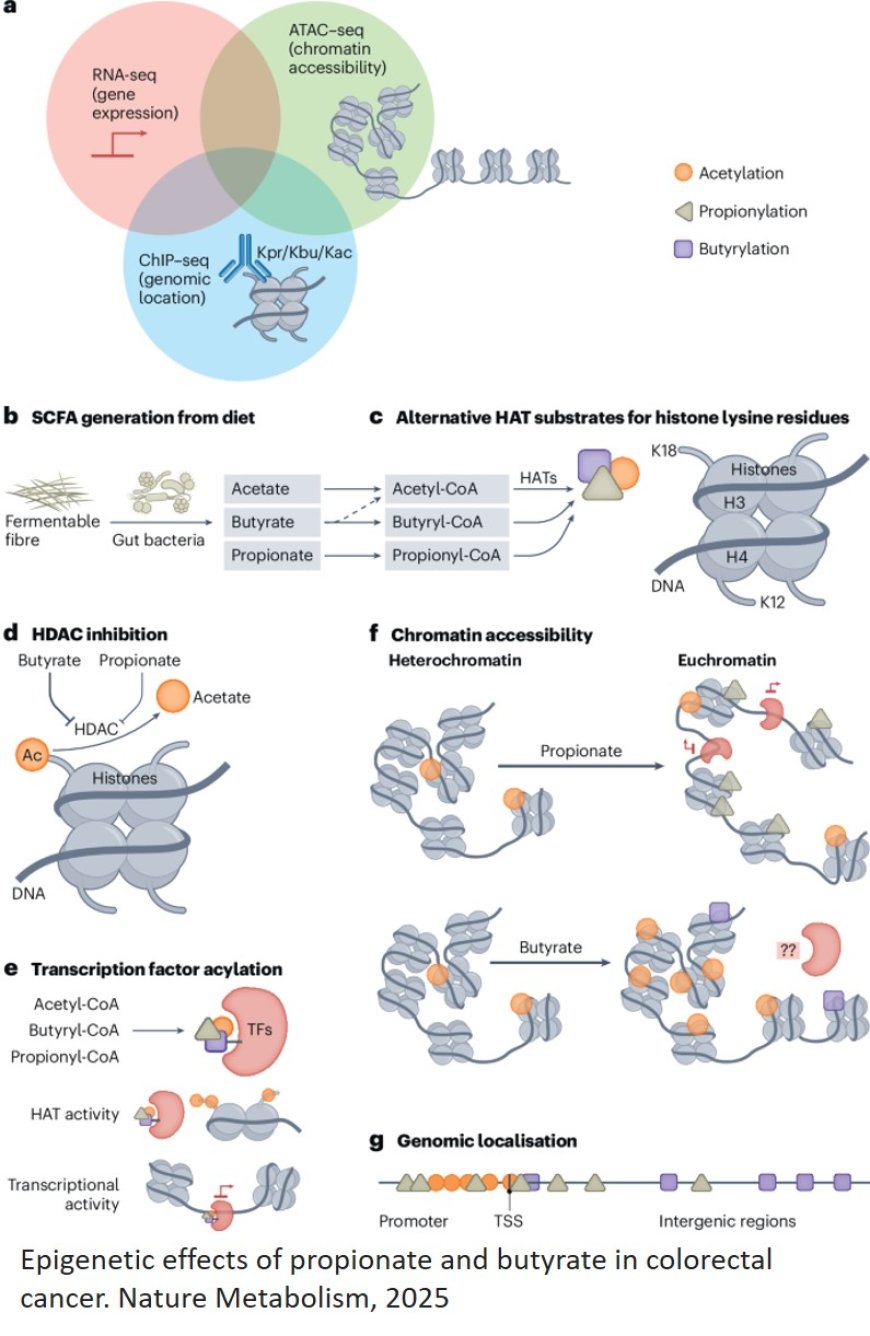 Short-chain fatty acid metabolites propionate and butyrate are unique epigenetic regulatory elements linking diet, metabolism and gene expression