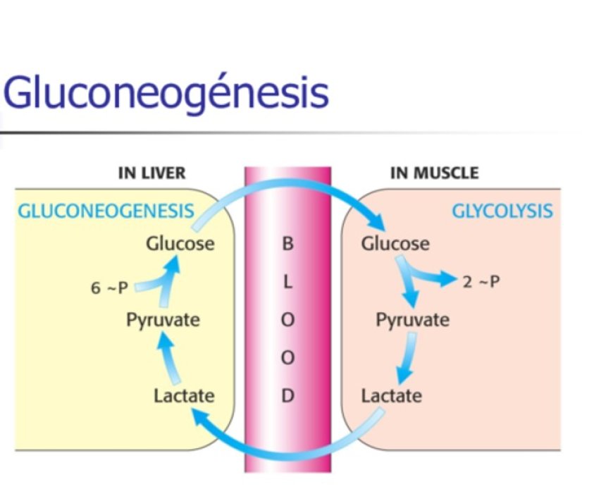 Gluconeogenesis