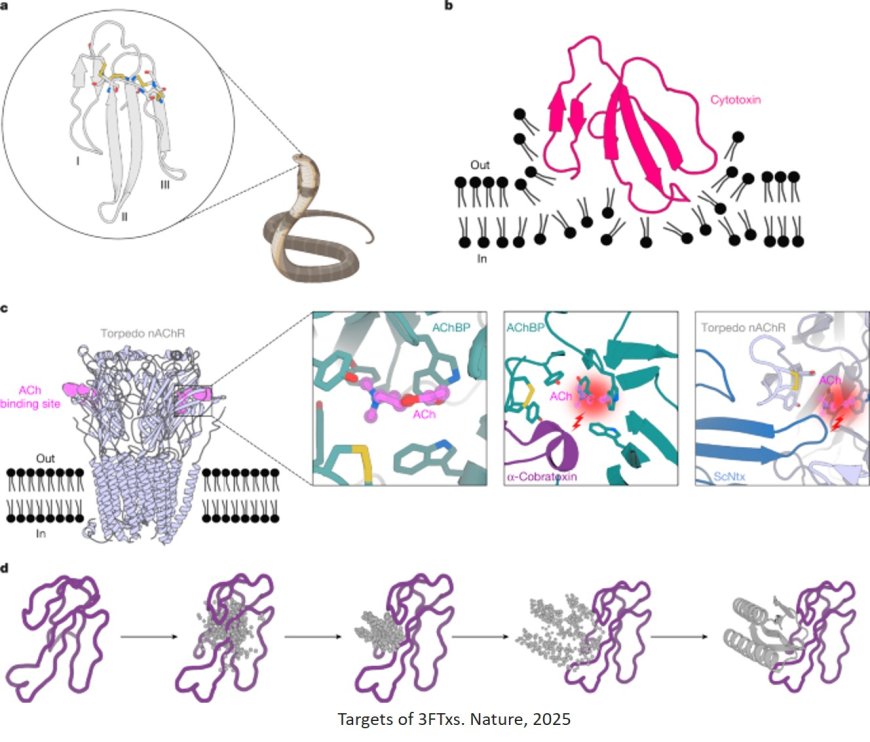 AI-designed proteins neutralize snake venom