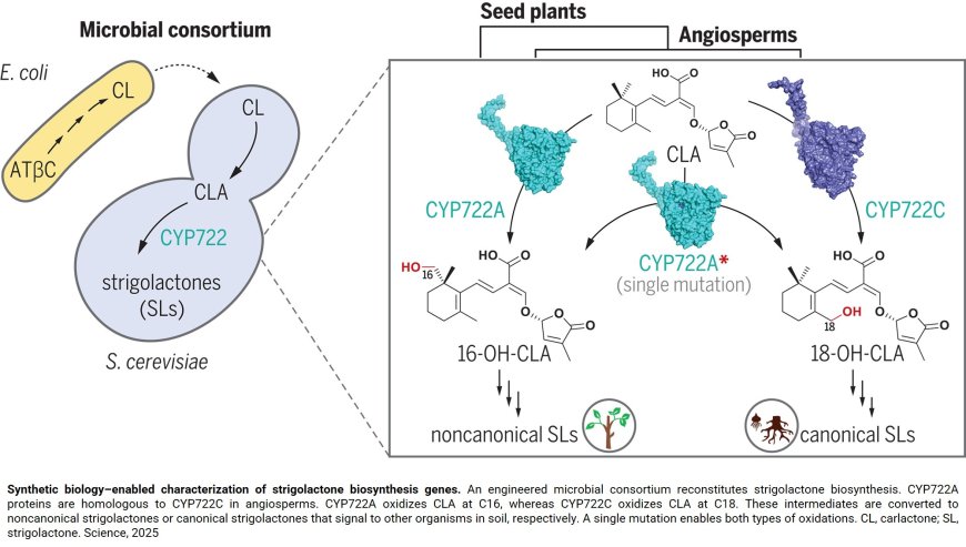 Bacteria used to amplify plant hormones