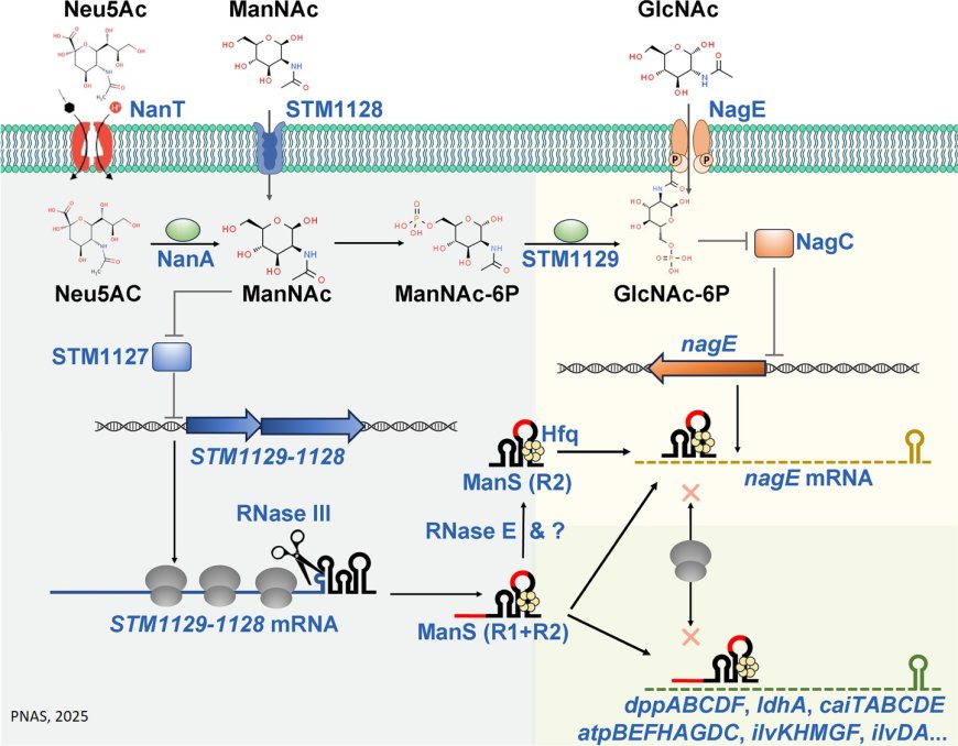 Bacterial small RNA promotes gut colonization by regulating sialic acid metabolism