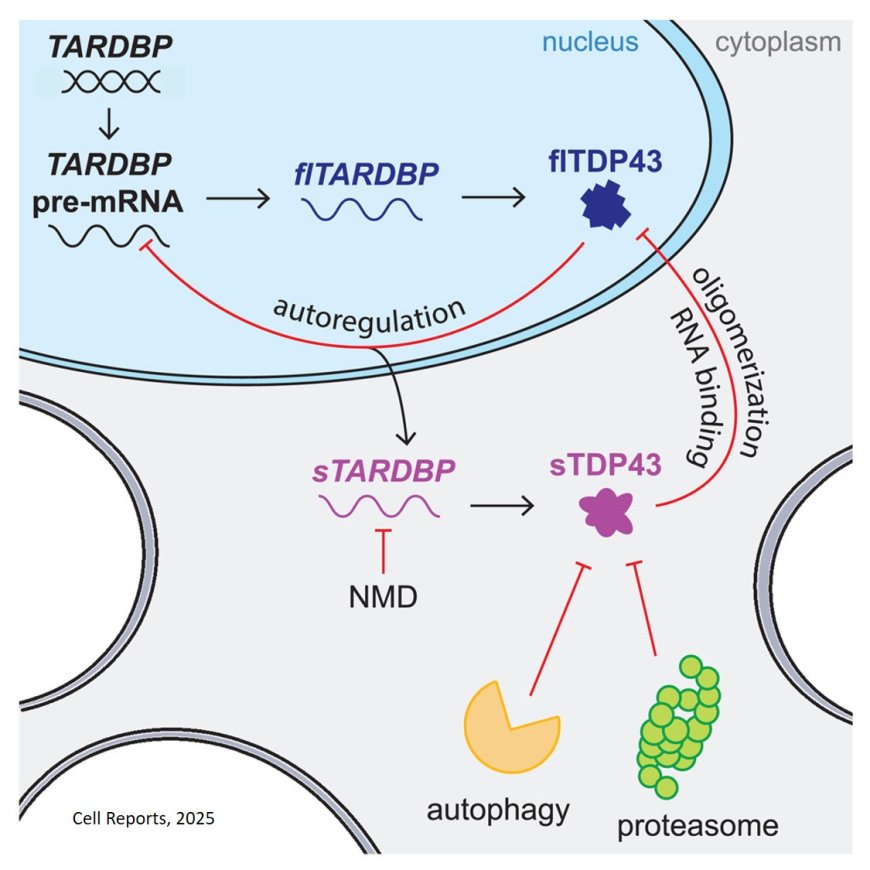 TDP43 autoregulation gives rise to dominant negative isoforms that are tightly controlled by transcriptional and post-translational mechanisms