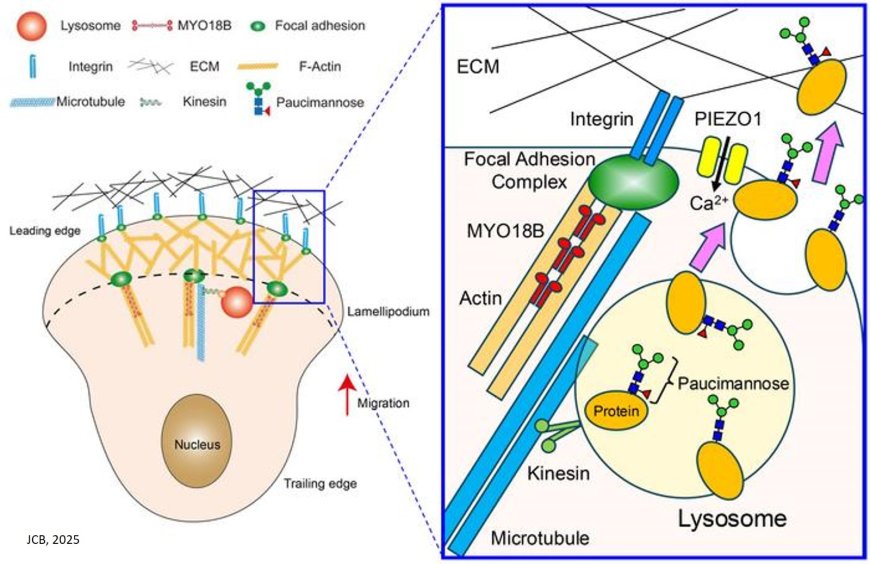 Link between lysosomal activities and focal adhesions