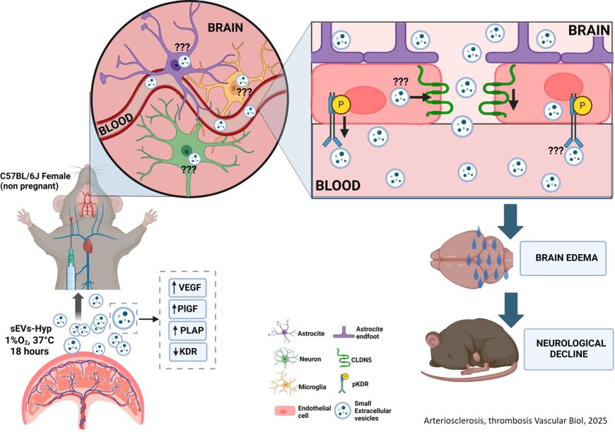 Mechanism of Blood-Brain Barrier disruption by Extracellular Vesicles in Preeclampsia