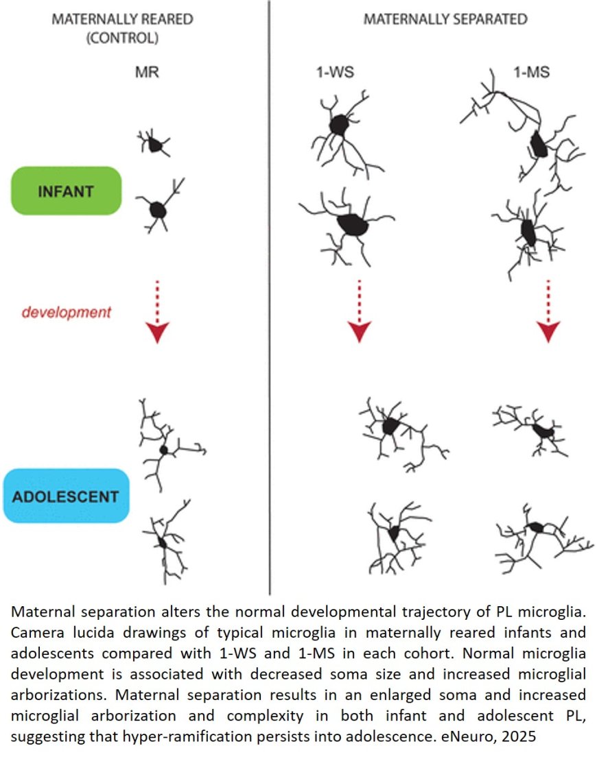 Microglia Morphology in the Developing Primate Amygdala and Effects of Early Life Stress