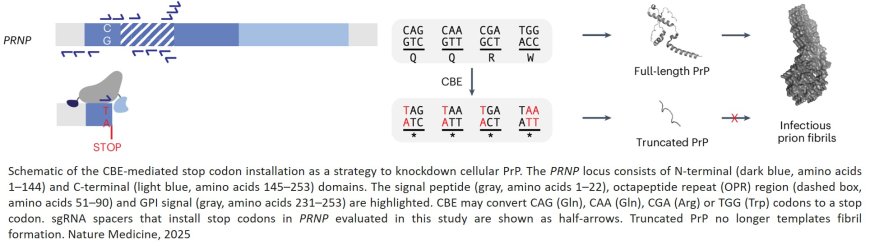 In vivo base editing extends lifespan of a humanized mouse model of prion disease