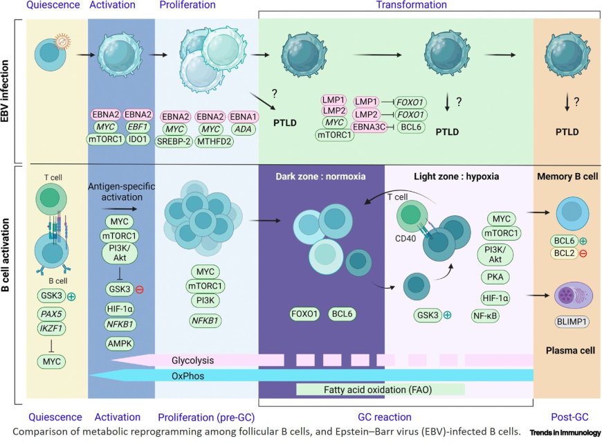 Epstein–Barr virus hijacks B cell metabolism to establish persistent infection and drive pathogenesis