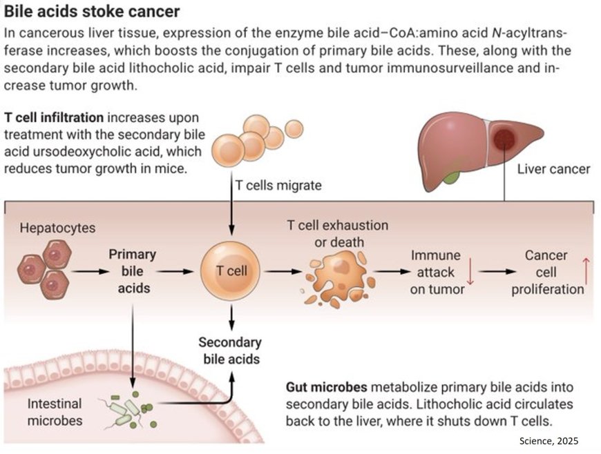 Bile acids exacerbate liver cancer!