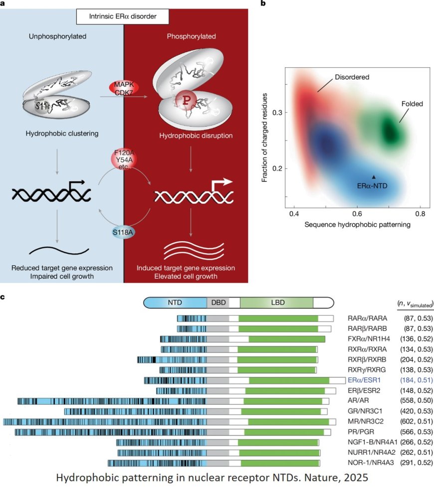 The sequence–structure–function relationship of intrinsic ERα disorder