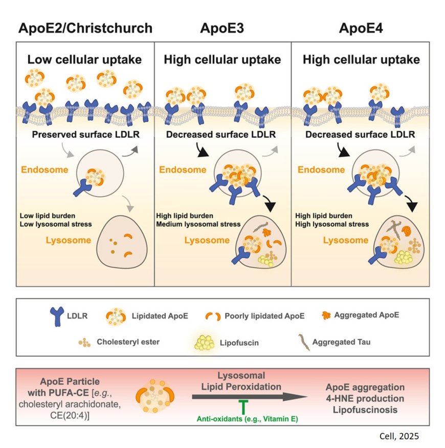 Decreased lipidated ApoE-receptor interactions confer protection against pathogenicity of ApoE and its lipid cargoes in lysosomes