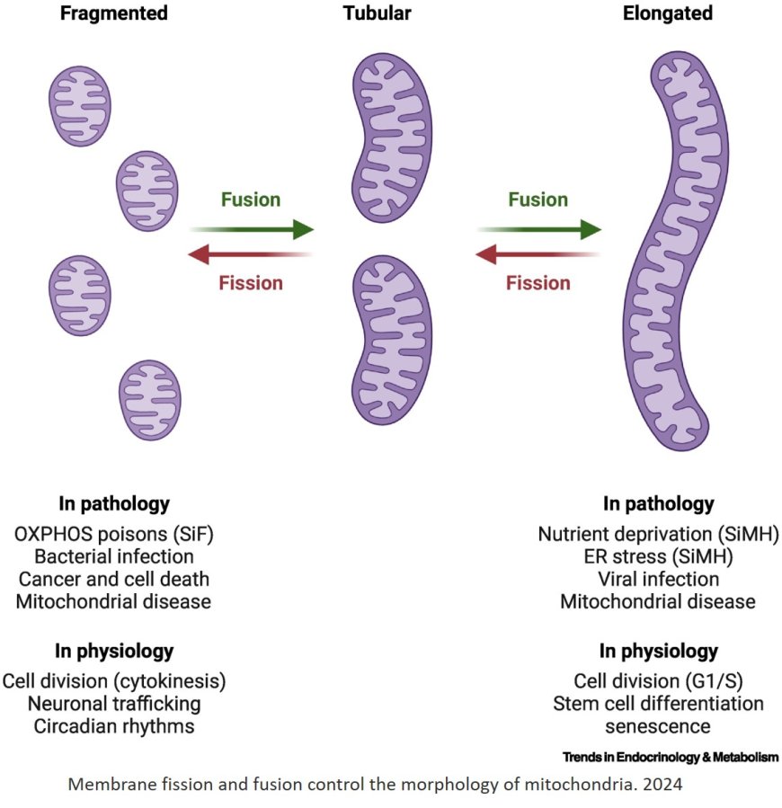 Mitochondrial morphology and cellular physiology