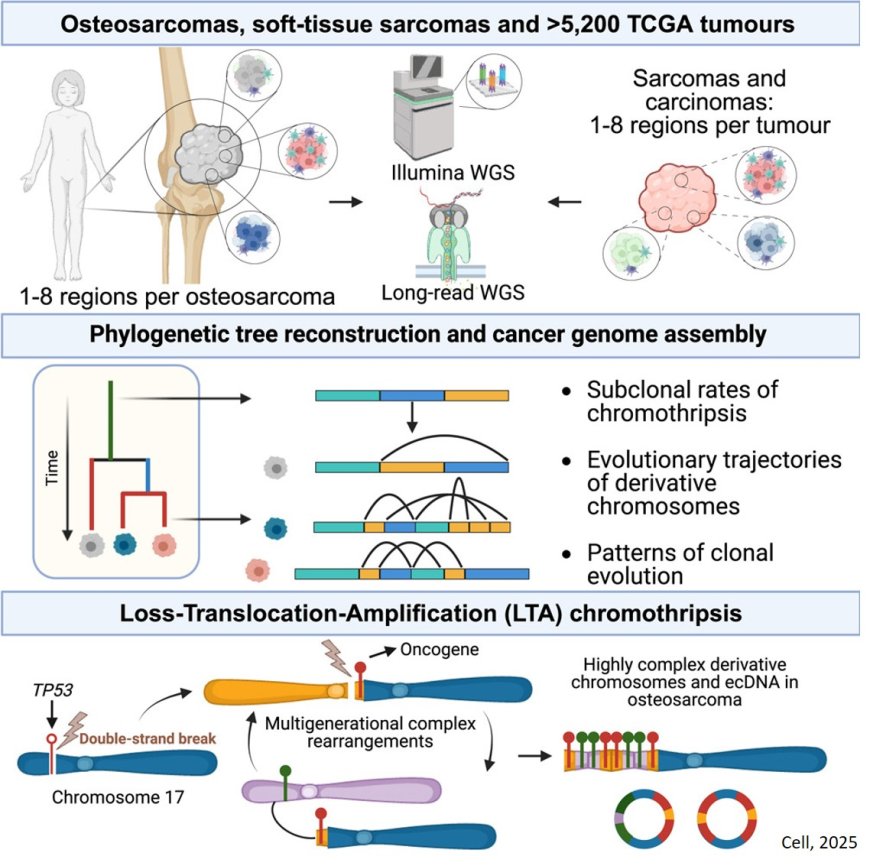 What drives aggressive bone cancer?