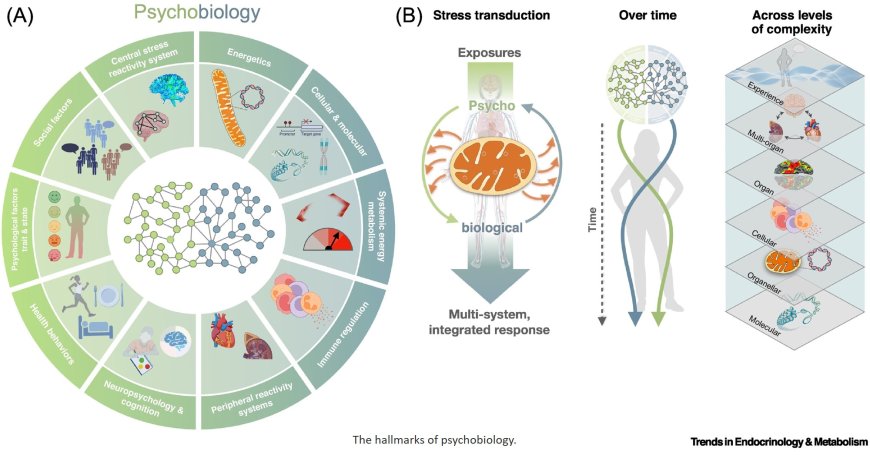 A platform to map the mind–mitochondria connection